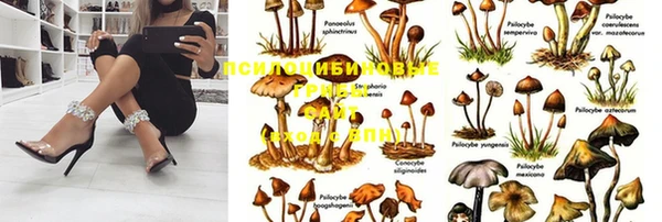 сатива Арсеньев